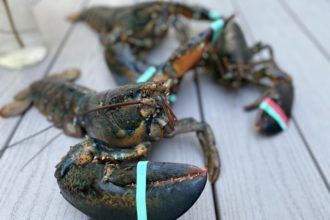 National Seafood
Month: Lobster