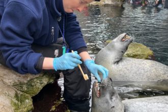 With High-Quality Care, 
Our Harbor Seals are Outliving Expectations