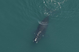 Meet the Newly Named Right Whales of 2021