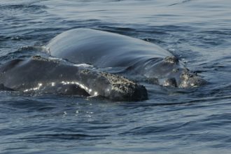 A Tiny Piece of Whale Blubber 
Leads to Big Results