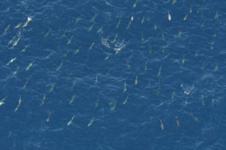 NEAq scientists survey the 
remote Marine National Monument