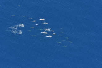 High Biodiversity
Seen in Monument