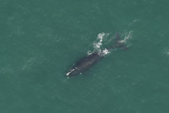 Aerial Survey Extends
Dynamic Management Area