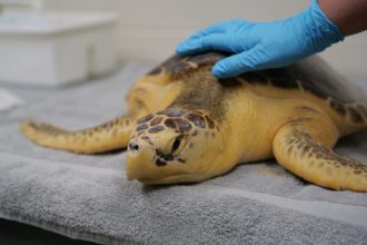 Scientists Pioneer Tagging Procedure
 for Threatened Sea Turtles