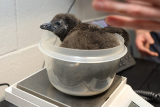 Caring for Our Newest African Penguin Chick