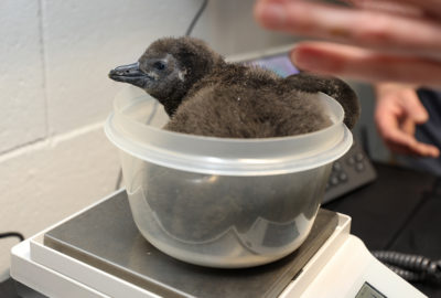 Caring for Our Newest African Penguin Chick