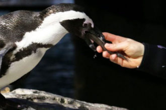 Virtual Visit:
Penguin Feeding