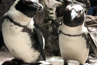 Penguin Awareness Day: 
Meet Some Penguins