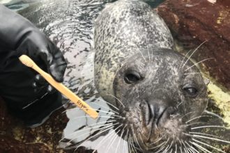 Virtual Visit: Brushing
Reggae's Teeth