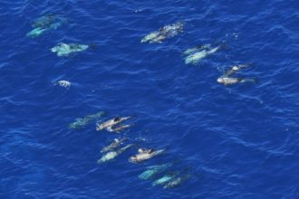 Examining Biodiversity 
in Marine Areas