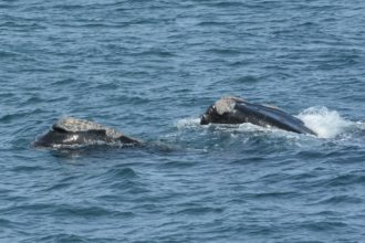 Southern New England Surveys, Take Two