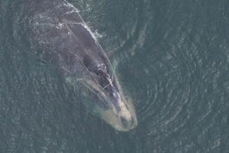 Facing Human-Caused Threats, 
Right Whales’ Downward Trend Continues