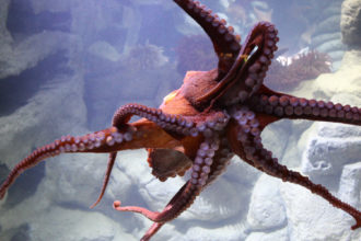 Virtual Visit:
Octopus Feeding