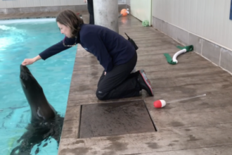 Virtual Visit:
 Sea Lion Training