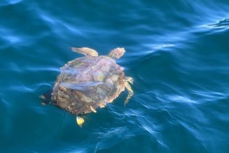 Tracking Loggerhead Sea Turtles 
with Acoustic Telemetry