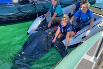 What Happens After 
a Sea Turtle is Disentangled?