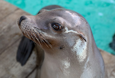 New Balance Foundation Marine Mammal Center